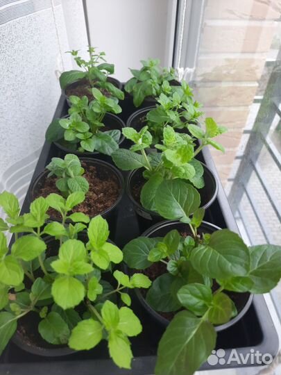 Мята сортовая