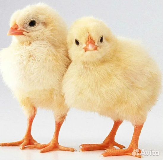 Росс308 цыплята бройлера в ст. Петровскую
