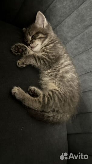 Шотландский котенок