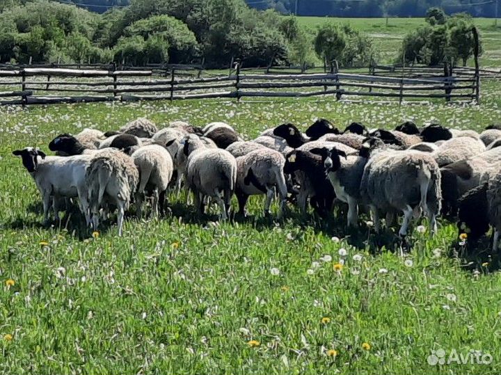 Ярочки дорпер