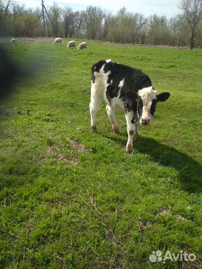 Продаются крс