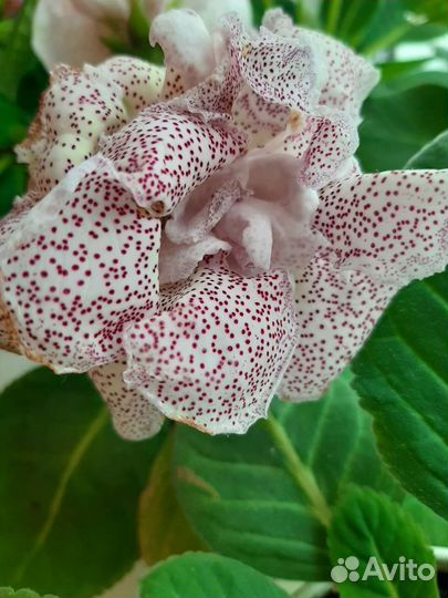 Глоксиния разных расцветок цветущие