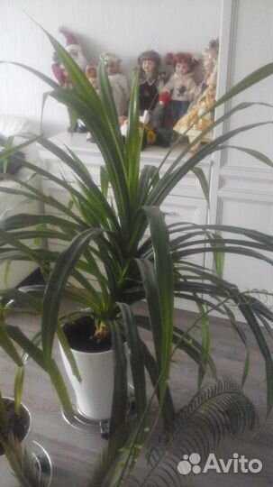 Панданус(винтовая пальма), Опунция и др