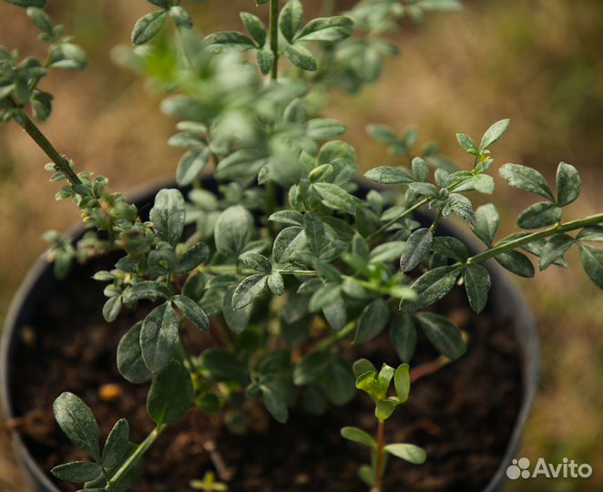 Жасмин голоцветковый саженцы