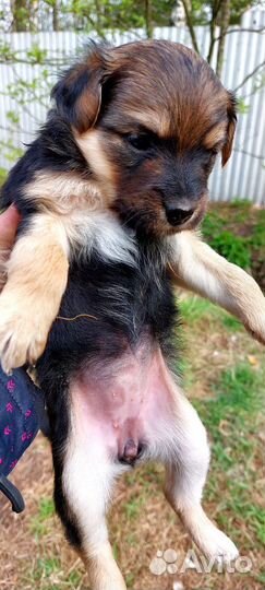 Отдам в хорошие руки щенков