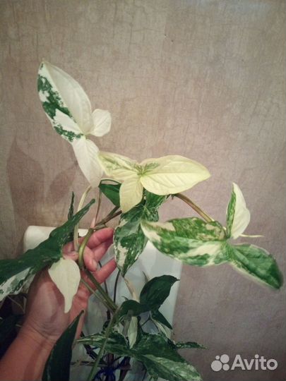 Сингониум империал вайт