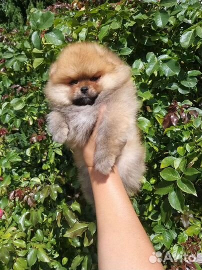 Рыжий топтыжка Померанский шпиц