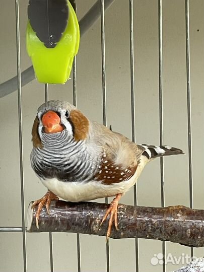 Зебровые амадины