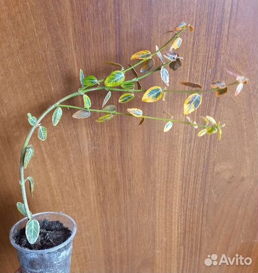 Бересклет форчуна