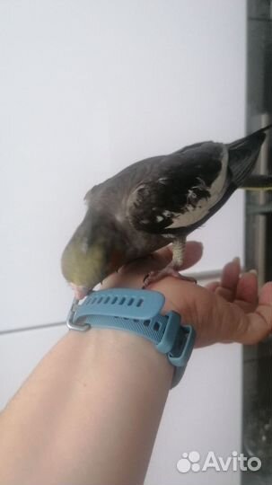 Ручные птенцы кореллы