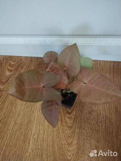 Сингониум неон пинк