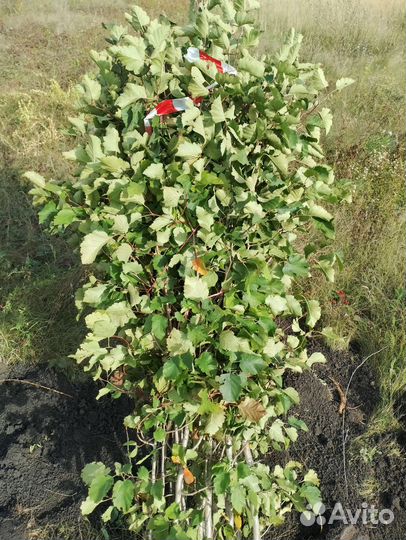 Боярышник изгородь