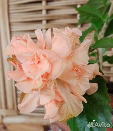 Сортовые гибискусы.Барлерия.Броваллия.Эписции