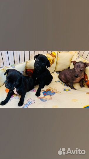 Ксолоитцкуинтли щенк мексиканской голой собаки