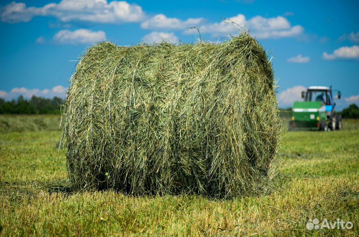 Продам сено в маленьких рулонах