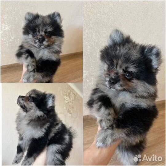 Щенки шпица мерле