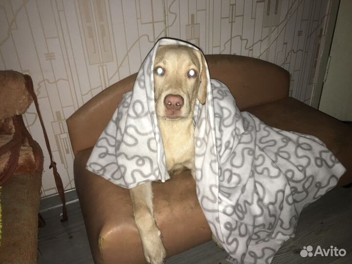 Лабрадор в добрые руки