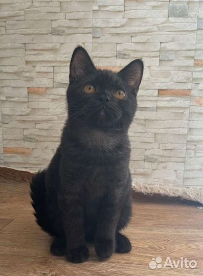 Шотландский котик