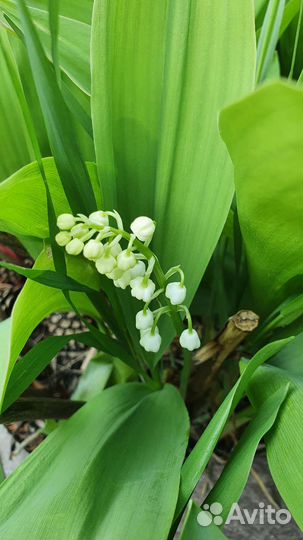 Ландыши рассада