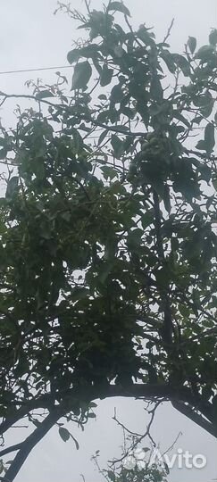 Грецкий орех саженцы