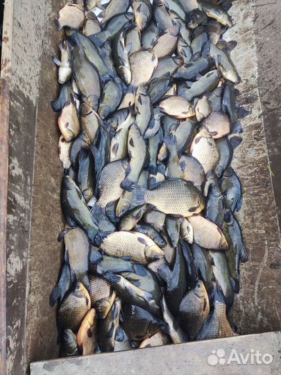 Линь карась (живой) в пруд