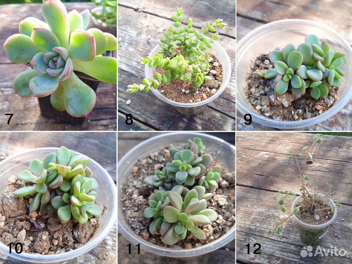 Суккуленты разные