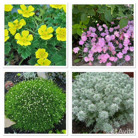 Растения для альпийской горки