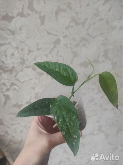 Эпипремнум Себу Блю, н-Джой,Марбл квин