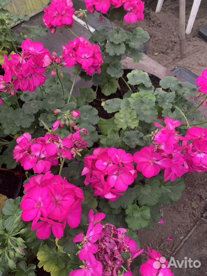 Пеларгония зональная, плющелистная