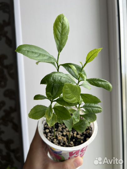 Цитрусовые растения