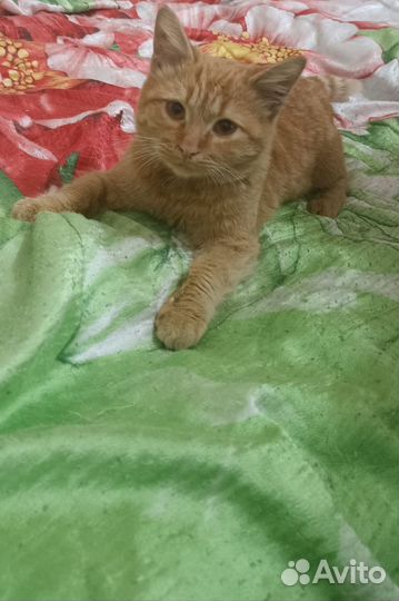 Котик