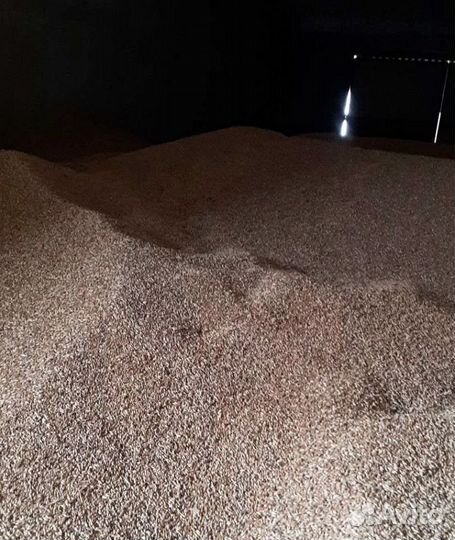 Семечко, Кормовой овёс на корм