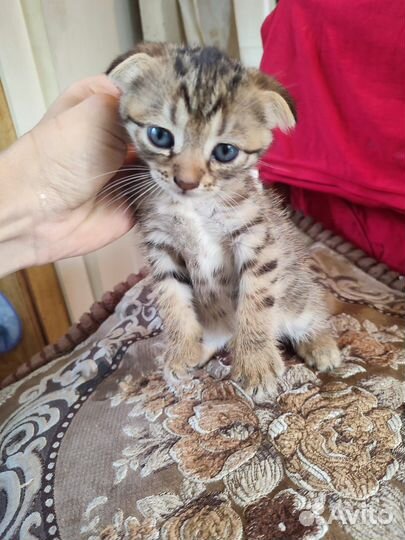 Кошка в дар бесплатно