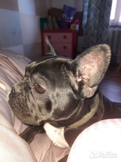 Щенки французского бульдога