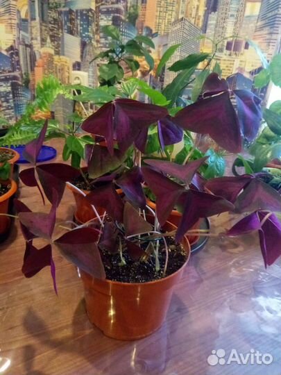 Цветы комнатные