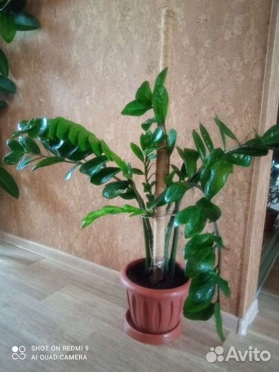 Замиокулькас на 7 веточек