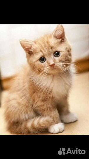 Разные котята