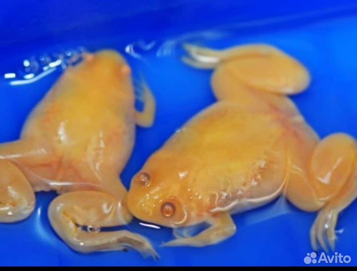 Шпорцевая лягушка