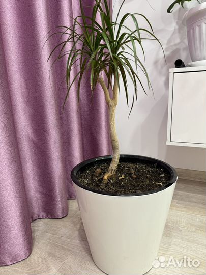 Замиокалькус (долларовое дерево )