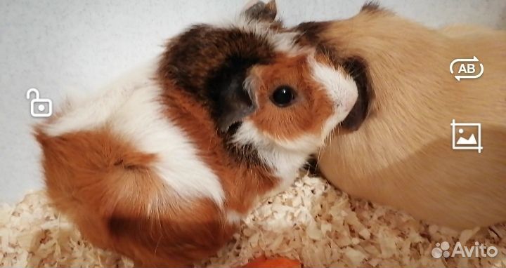 Морская свинка