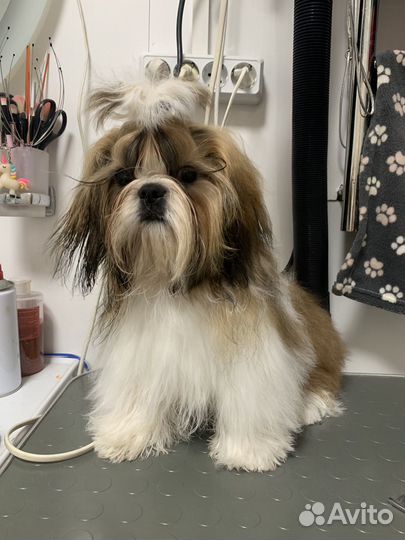 Щенки ши-тцу