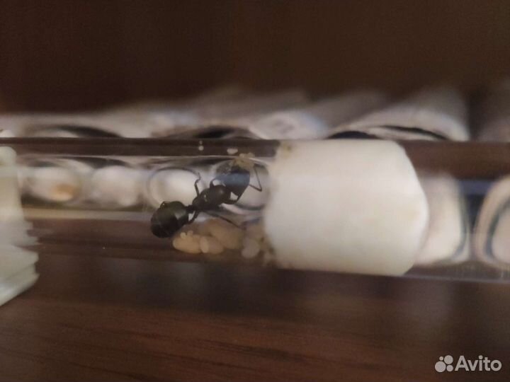 Муравьи Жнецы Messor Structor, Camponotus
