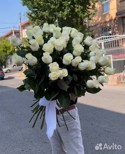 Роза метровая
