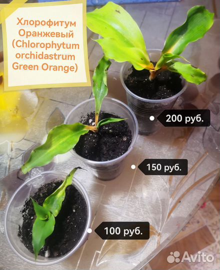 Хлорофитум грин оранж