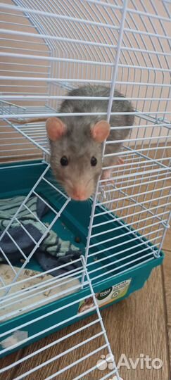 Крыса дамбо с клеткой