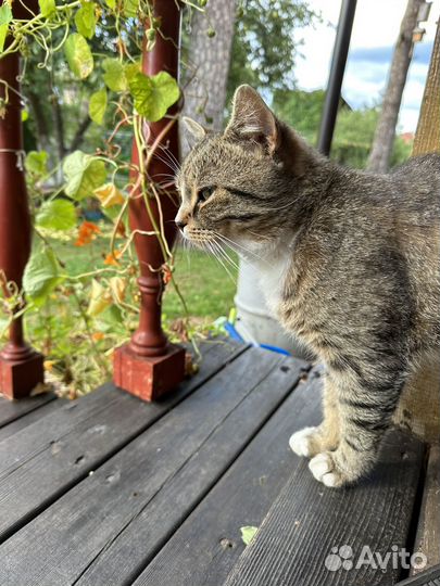 Кот в семью с детьми