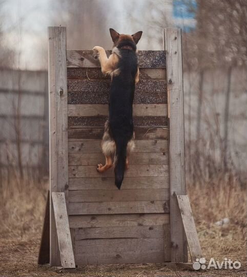 Дрессировка. Набор новой группы по окд на октябрь