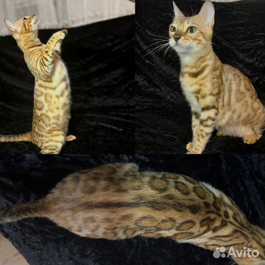 Бенгальская