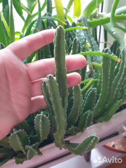 Кактусы и суккуленты Стапелия гигантская