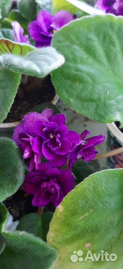 Фиалки (сенполии)